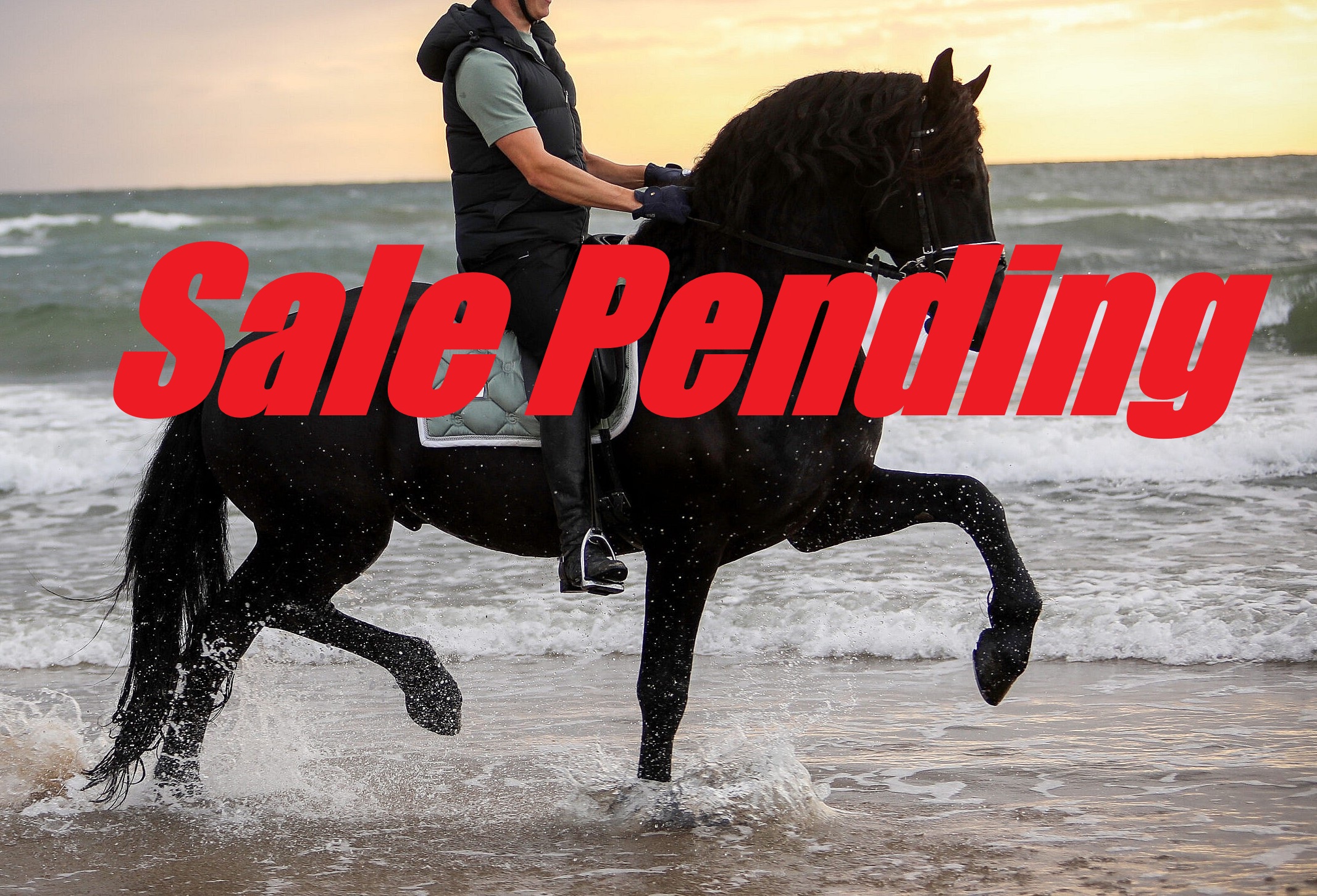 Friesian EMINENCE STER - Sold
